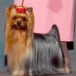 Yorkshire Terriers from TyAva Yorkies
