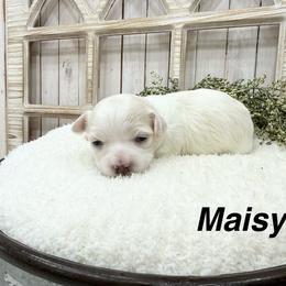 Maisy - White female Coton de Tulear puppy in Cabool, Missouri from Big Gulch Puppies