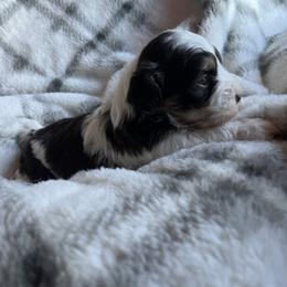 Ash - Chocolate male Havanese puppy in Starr, South Carolina from Home with Havanese