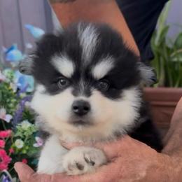 Riley - Black and white male Pomsky puppy in Spring Hill, Florida from PDQ Pomskies