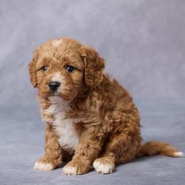 Faris - Red male Cavapoo puppy in Apple Creek, Ohio from Grandeur Valley Puppies