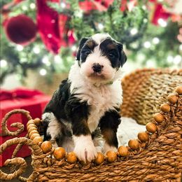 Chip - Tri-color male Bernedoodle puppy in Russell Springs, Kentucky from 270 Doodles