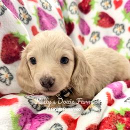 Cream Dapple Male Longhair Beige Collar - Cream male Dachshund puppy in Cleveland, Tennessee from Kelly's Doxie Farm
