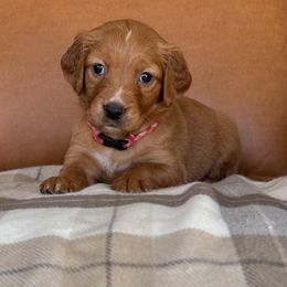 Pink Collar - Dark golden female Golden Retriever puppy in Cheyenne, Wyoming from Golden Badger Kennels