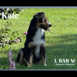 Kate - Black tri female Miniature Australian Shepherd puppy in Midway, Texas from L Bar W Aussie Ranch