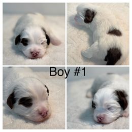 Boy 1 - Chocolate male Havanese puppy in Elkins, Arkansas from Havana Knights Havanese