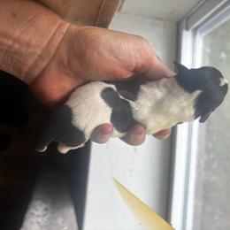 Girl 2 - Parti female Miniature Schnauzer puppy in Dunlap, Tennessee from Beards of Glory