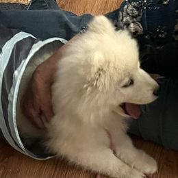 Samoyed Puppies from Better’s Samoyeds