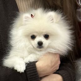 Pomeranian Puppies from Mikayla's Pomeranians