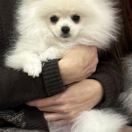 Pomeranian Puppies from Mikayla's Pomeranians