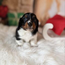 Standish - Piebald male Dachshund puppy in Westport, Kentucky from Lonestar Creek Farm