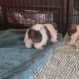 Ripley - White female Pekingese puppy in Burns, Kansas from Pekingese Dynasty