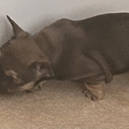 French Bulldog Puppies from Elm Frenchie Quarters