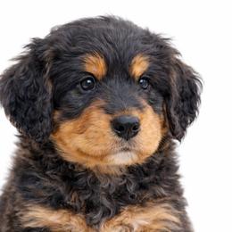 Indigo (Blue) - Tri-color male Bernedoodle puppy in Highland, Utah from Angel Pups Deluxe