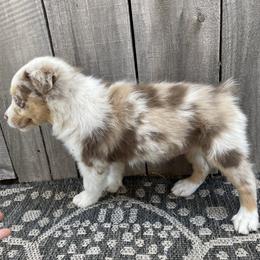 Miniature Australian Shepherd Puppies from Wild Outlaw Aussies