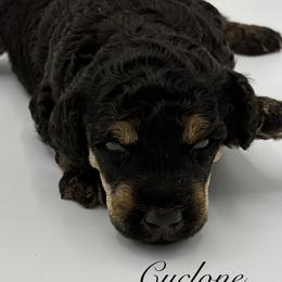 Cyclone - Phantom male Poodle puppy in Wheatland, California from Sapphire Ridge Poodles