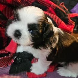 Boy 1 - Black and white male Shih Tzu puppy in Little Falls, Minnesota from Tough Shih
