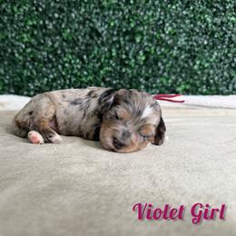 Violet Girl - Merle female Goldendoodle puppy in Modesto, California from Two Doods Doodles