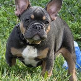 AKC French Bulldog  Bruno - Black and tan male French Bulldog puppy in Cape Coral, Florida from Taylor’s Frenchies LLC