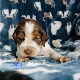 PB4 - Red and white male English Springer Spaniel puppy in Britton, South Dakota from K&S Canines