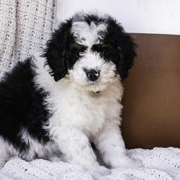 Black Collar Boy - Tri-color Bernedoodle puppy in Hebron, Indiana from Duneland Doodles