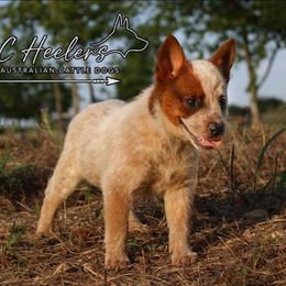Ember - Red speckled female Australian Cattle Dog puppy in Waxahachie, Texas from MC Heelers
