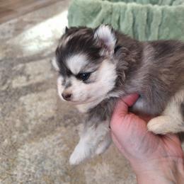 Dark Merle - Merle male Pomsky puppy in Fairbanks, Alaska from Arctic Kennels (Pomskies, Akitas & Shibas)