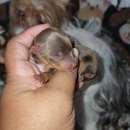 Girl 1 - Chocolate, tan and white female Yorkshire Terrier puppy in Newport News, Virginia from Ty-Shea Designs Yorkies and More LLC