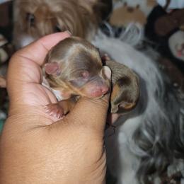 Girl 1 - Chocolate, tan and white female Yorkshire Terrier puppy in Newport News, Virginia from Ty-Shea Designs Yorkies and More LLC