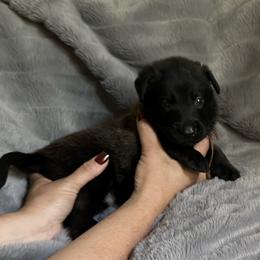 Obsidian - Fawn sable male Belgian Malinois puppy in Chino, California from BlueStone K9