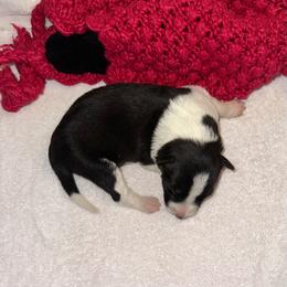 Madison - Black and white female Border Collie puppy in Henagar, Alabama from Ridge Kap Border Collies