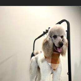 Maggie - Poodle