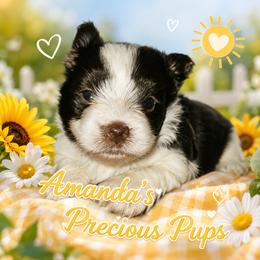Oaklyn - Liver female Yorkshire Terrier puppy in Wartburg, Tennessee from Amanda's Precious Pups
