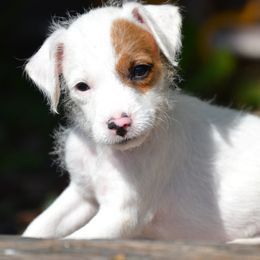 Jack Russell Terrier Puppies from Smokin Pistol Jack Russell Terriers