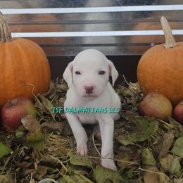 Lua green orange girl - White and orange female Dalmatian puppy in Conrath, Wisconsin from JSF Dalmatians LLC