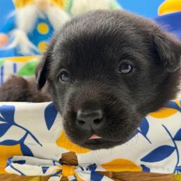 Orange - Black male Labrador Retriever puppy in Heath Springs, South Carolina from Rich Hill Retrievers