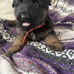 German Shepherd Puppies from Oahu German Shepherds