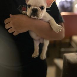 French Bulldog and Labrador Retriever Puppies from Desiree Ortiz's French Bull Dogs and Labrador Retrievers
