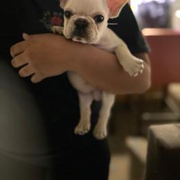 French Bulldog and Labrador Retriever Puppies from Desiree Ortiz's French Bull Dogs and Labrador Retrievers