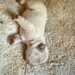 Baby Boo with OFA Parents - Cream female French Bulldog puppy in Billings, Montana from Yellowstone Frenchies