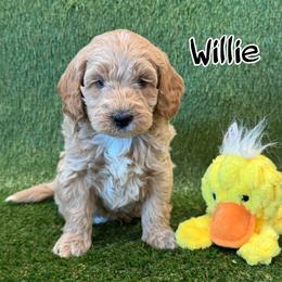 Willie - Apricot male Goldendoodle puppy in Nortonville, Kentucky from Deb’s KY Doodles