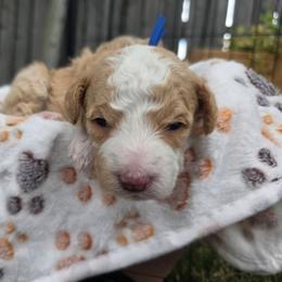Lex - Yellow and white male Bernedoodle puppy in Blackfoot, Idaho from Draper Mountain Doodles