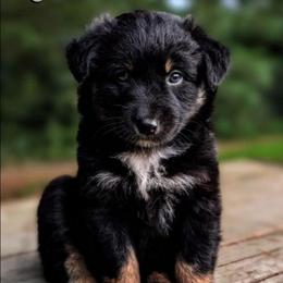 Taft - Black tri-color male Australian Shepherd puppy in Pomeroy, Ohio from HJ's Aussies