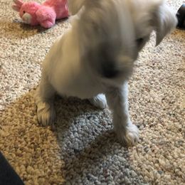 Miniature Schnauzer and Poodle Puppies from Bits & Bytes Farm