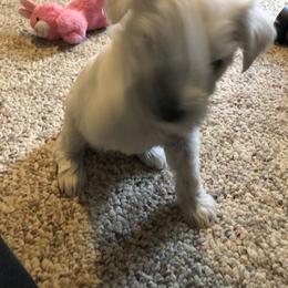 Miniature Schnauzer and Poodle Puppies from Bits & Bytes Farm