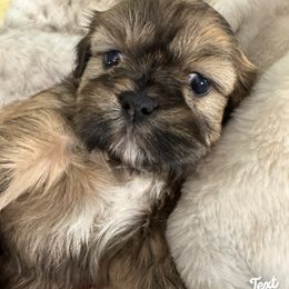 Shih Tzu Puppies from Purely Shih Tzu