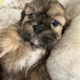 Shih Tzu Puppies from Purely Shih Tzu