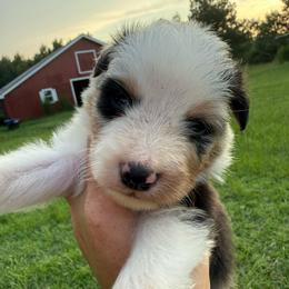 Atlas - Blue merle male Australian Shepherd puppy in Four Oaks, North Carolina from RoseWest Farms