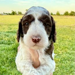 Birch - Parti male Goldendoodle puppy in Caddo Mills, Texas from Fire Wife Doodles