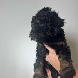 Crumbl - Sable male Bernedoodle puppy in Silver Lake, Indiana from ‘Mut’zger Doodles